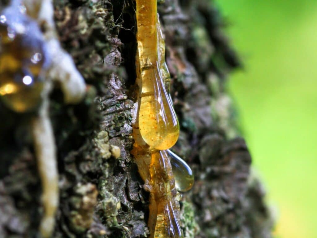 A close view of sticky tree sap falling off a tree
