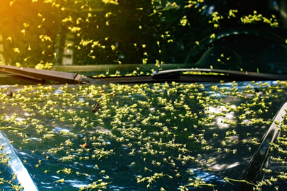 A close view of trees sap on a car windshield