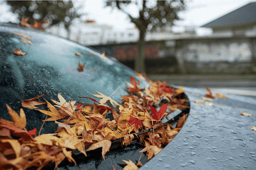 A view of autumn leaves and sap on the car windshield