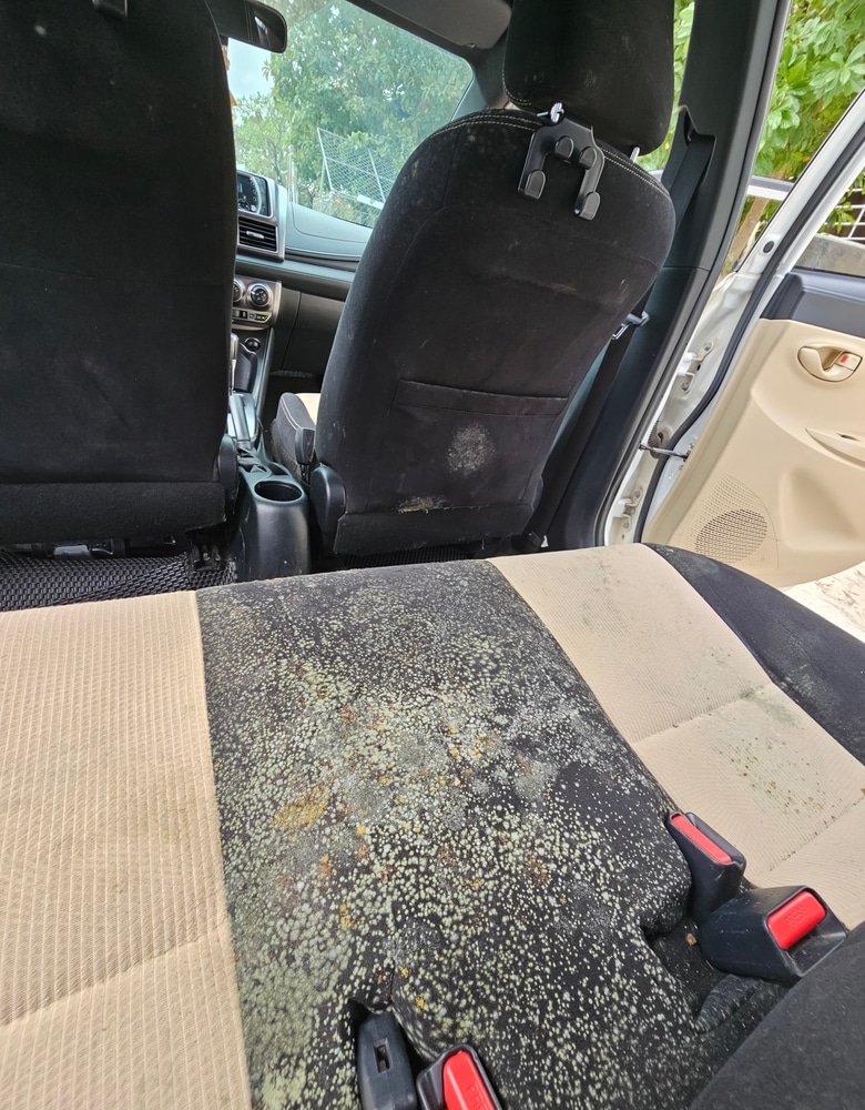 A view of back car seat with mold